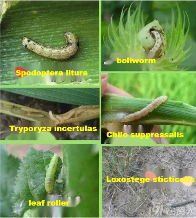 avermectin pest control