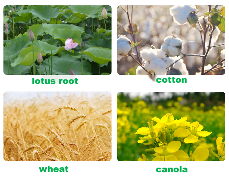 Pests and Diseases Controlled by Carbendazim-1