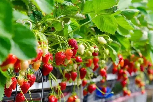 strawberry