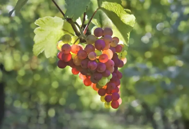 Grape berry growing period