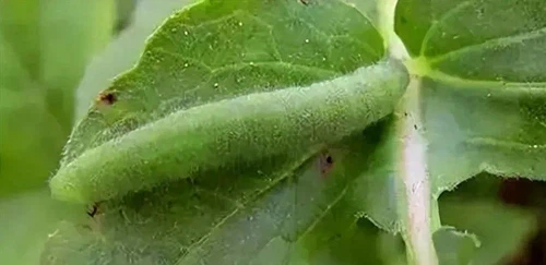 Abamectin application Abamectin application