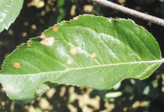 Spotted leaf disease Spotted leaf disease
